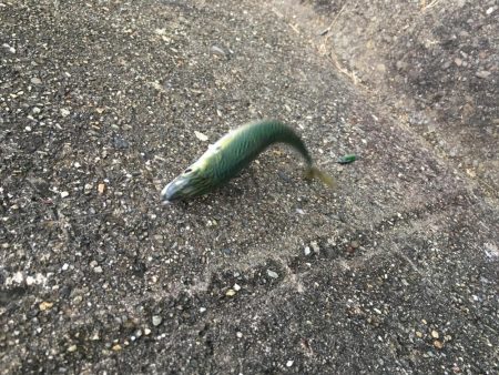 夕マヅメのジグサビキ